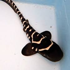 Leberina Mambrasar's Avatar